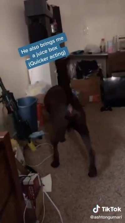 Diabetes service dog alerting and responding to their owner having low blood sugar