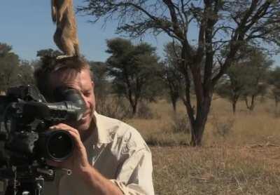 Meerkat uses cameraman's head as a vantage point to scan the area