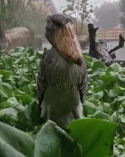 A Shoebill in the rain