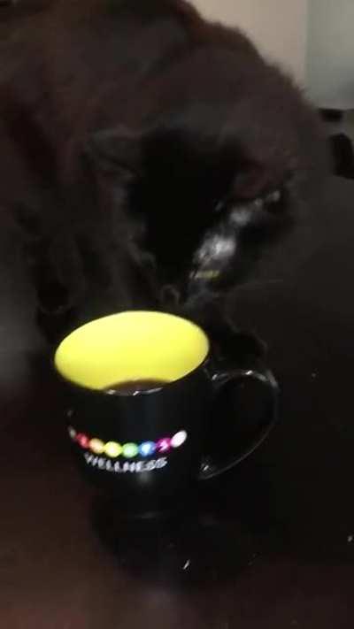 Pretty sure my cat thinks that I drink a steaming hot cup of liquid shit each morning