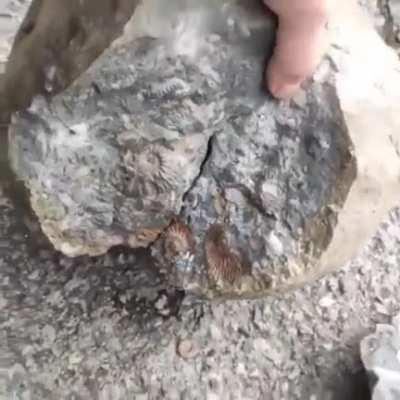 This guy found a rock full of fossils