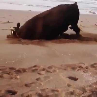 This rescued bull enjoying the beach for the first time