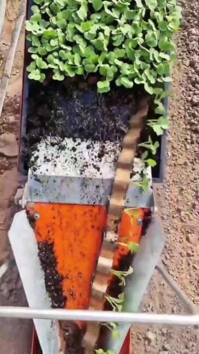 Planting a row of seedlings