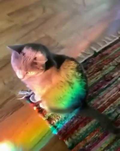 The very rare rainbow kitty