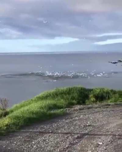 Birds diving into water to catch fish