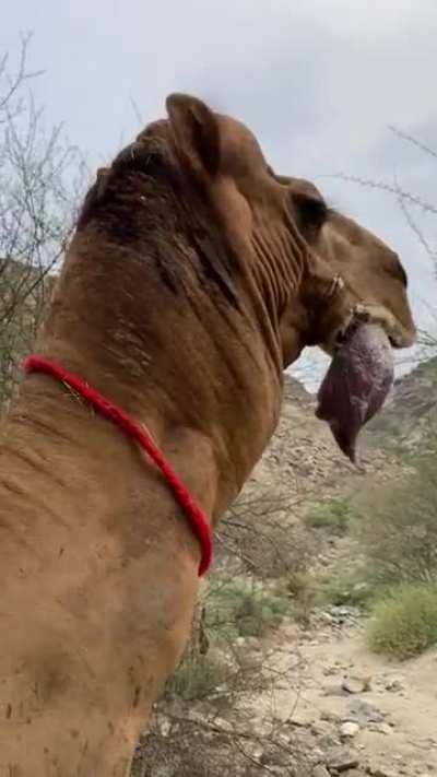 Male dromedary camels has an organ called a dulla in its throat, a large, inflatable sac he extrudes from his mouth when in rut to assert dominance and attract females.