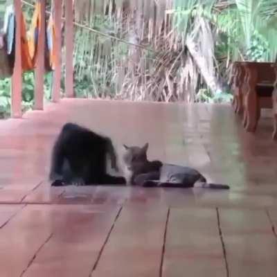 Monkey giving a kitty a hug