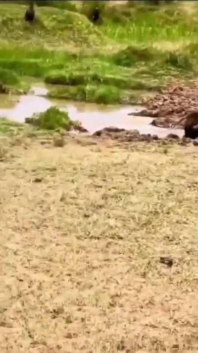 Crocodile catches a baboon 