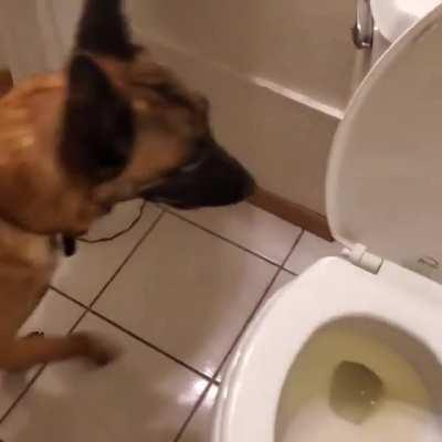 Dog peeing in it's owner's commode