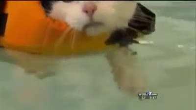 to stop laughing at a swimming cat