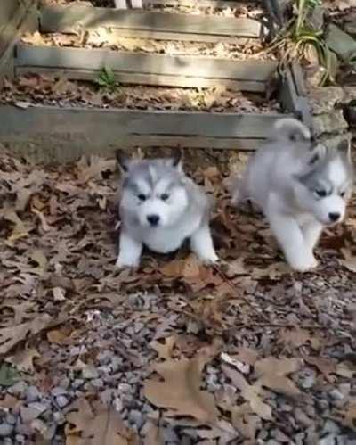 Slow mo zoomies towards camera