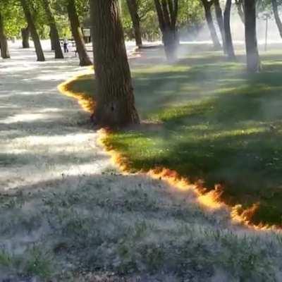 A carpet of poplar fluff burns to reveal the grass below at the Parque del Cidacos de Calahorra, Spain