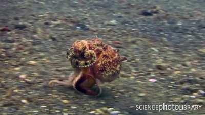 🔥 Veined octopus (Amphioctopus marginatus) running across the seabed on three of its arms. Credit: Peter Scoones 🔥