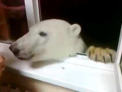 Russian Polar bear realizes benefit to keeping humans alive in exchange for tribute of easily obtainable food, deciding to visit humans for free food rather than eat the humans instead.