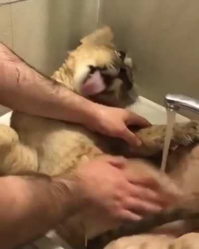 Big kitty takes a bath