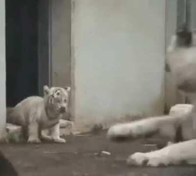 Baby tiger sneaks up on it's mom