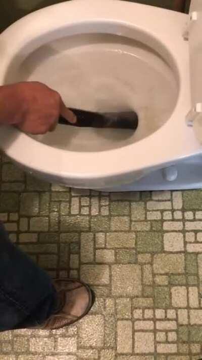 Snake in the toilet