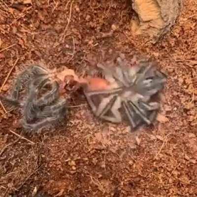 🔥 A tarantula molting