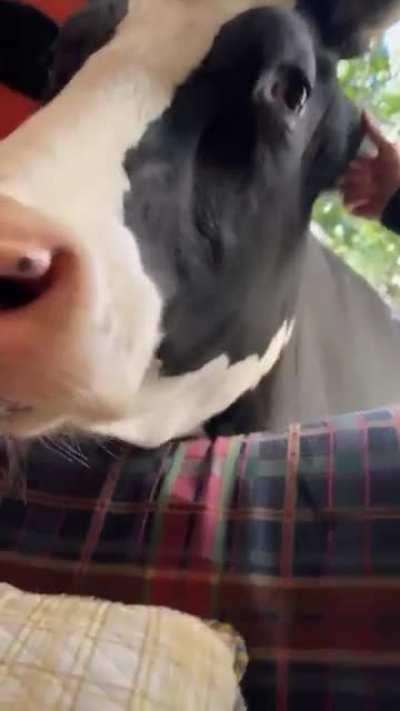 Watch what our rescue cow does when we hide.