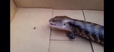 Big Lizard