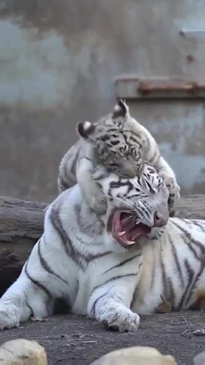 This mommy white tiger is getting annoyed by his baby