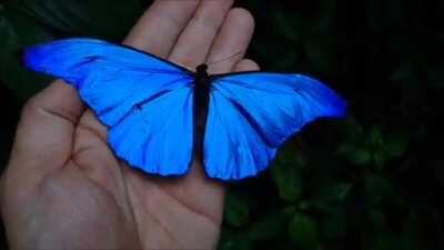 🔥 The bluest blue aka Morpho rhetenor (butterfly)