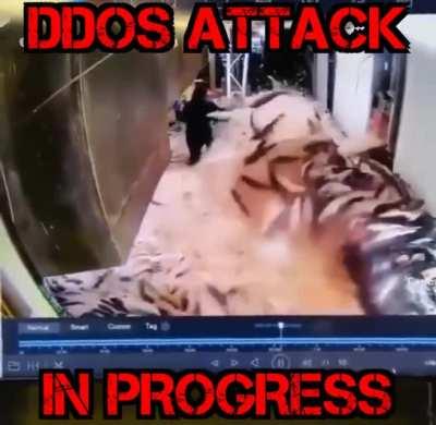 Actual footage of recent DDoS attacks