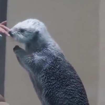 A sea otter gets his temperature taken.