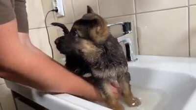 Rocky's first bath.