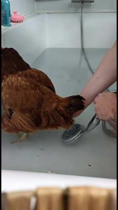 This hen who needed some help laying a really large egg