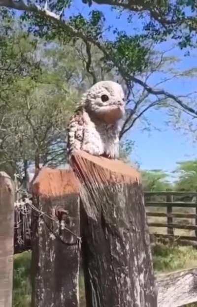 Potoo birds hauntingly beautiful sound