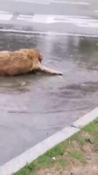 rain doggo