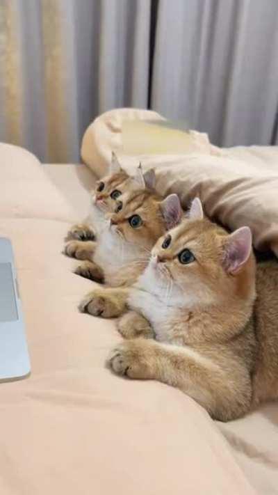 Group of cuteness love watching TV play