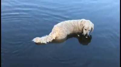 Smart Golden Retriever catches fish using bread as bait