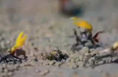 Male fiddler crabs attempt to attract female fiddler crabs by performing a unique and synchronised dance.