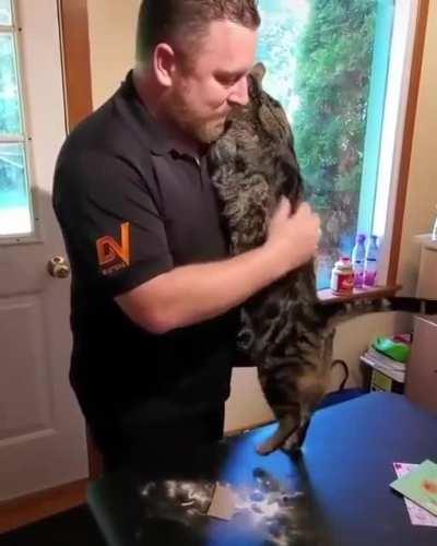 The way this kitty affectionately welcomes their human home from work