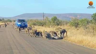 Leopard thought he could eat a baboon in front of his whole troop