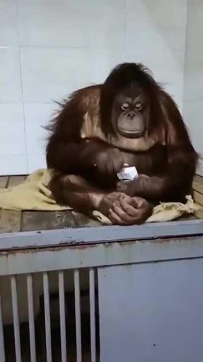 Orangutan drinks her juice with straw