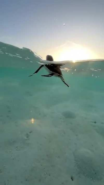 🔥 This baby sea turtle just swimming along