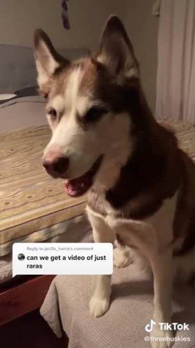 Husky has a lot to say