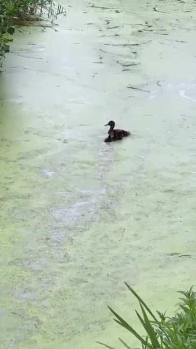 Mommy duck playing hide and seek with her ducklings