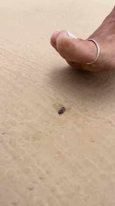 white polish bug crush in public after a long barefoot walk....i love her big toerings