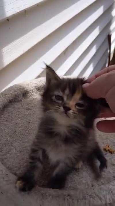 New kitties showed up on our back porch a few days ago. They were scared of us for a few days, until I heard one finally calling me.