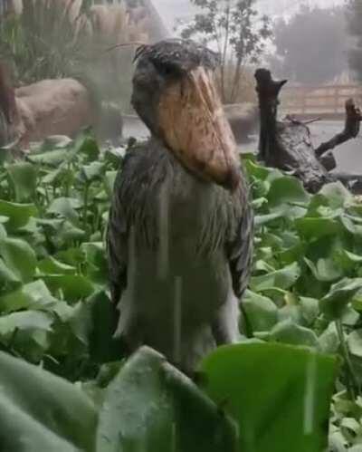 A shoebill stork staring at you in the rain