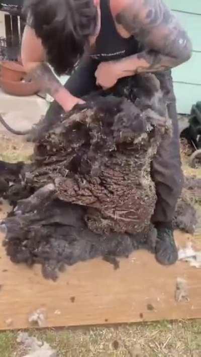 Shearing a sheep