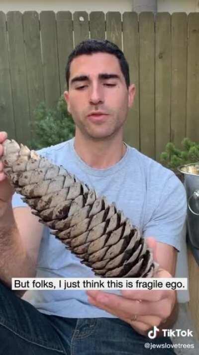 Casual pine cone review