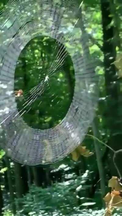 Spider weaving a perfect web