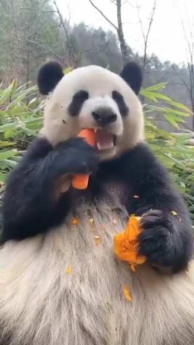 Panda eating carrot