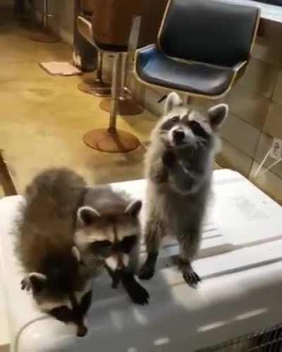 Why do raccoons have to be so cute?