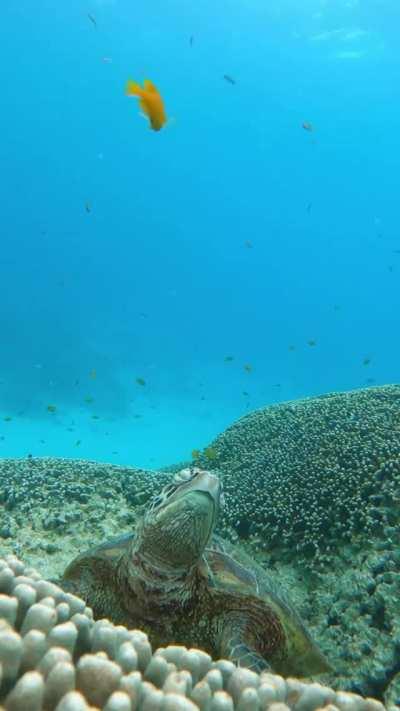 🔥 Sea Turtle Dozing Off🔥